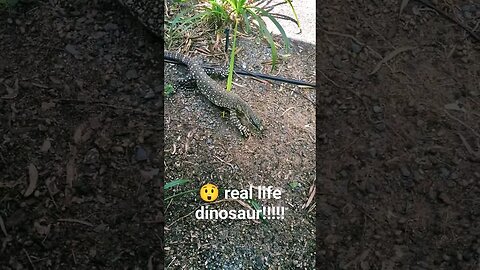 😲 living dinosaur! #shorts #short #sub #subscribe #youtube #youtuber #animals #dinosaur #wildlife