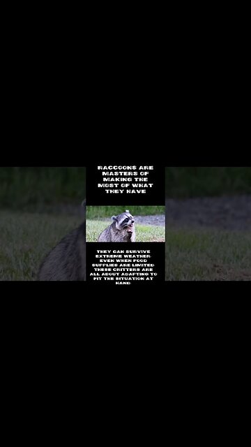 Raccoon Spirit Animal Meaning