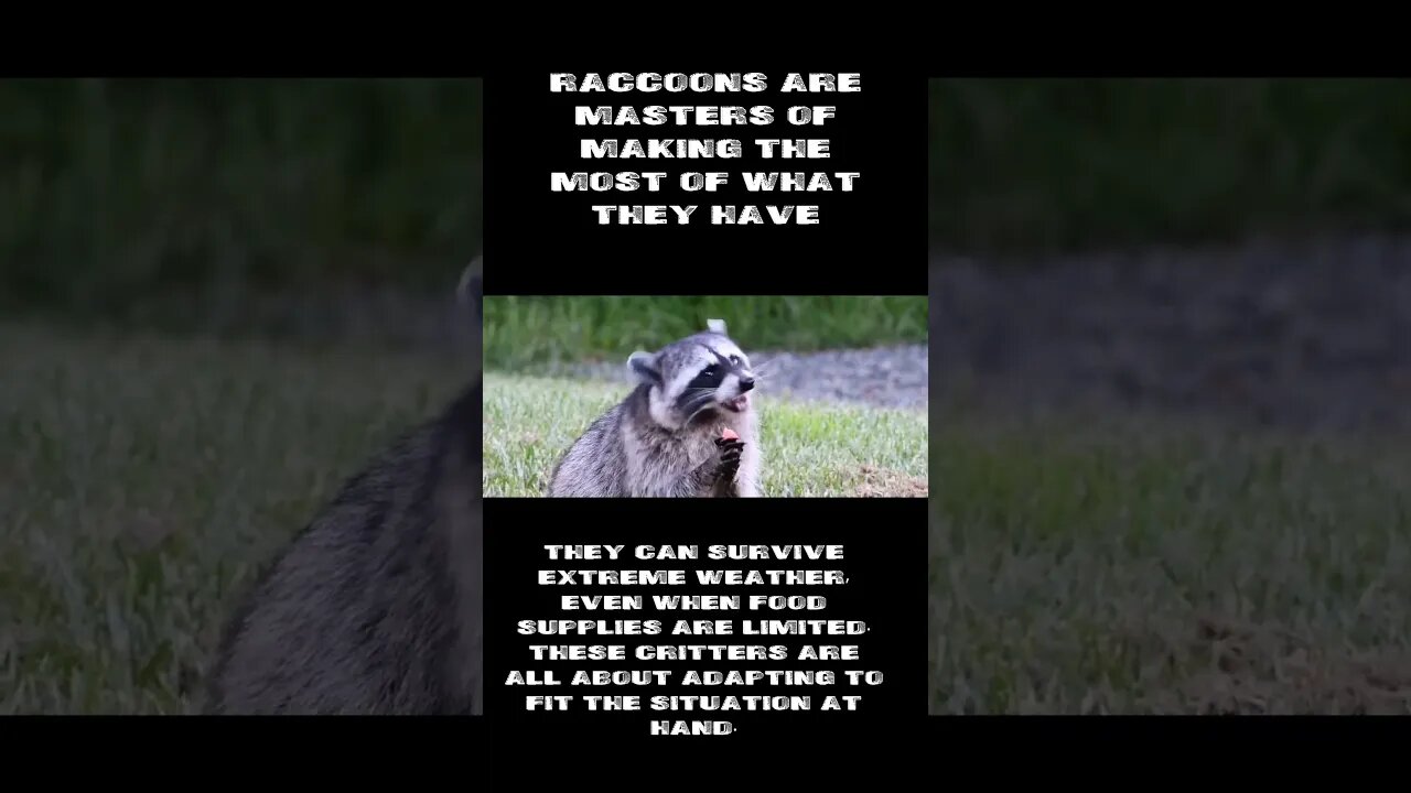 Raccoon Spirit Animal Meaning
