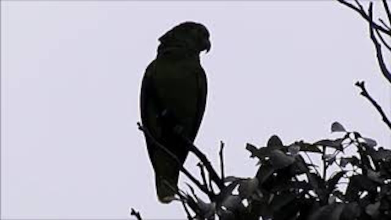 True Parrot (Amazona aestiva)