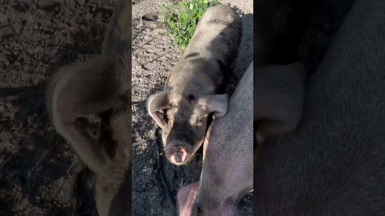 Gloucestershire Old Spot pigs won’t let me in the pen #pigs