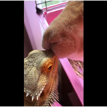 Rabbit gives bearded dragon big fat kiss