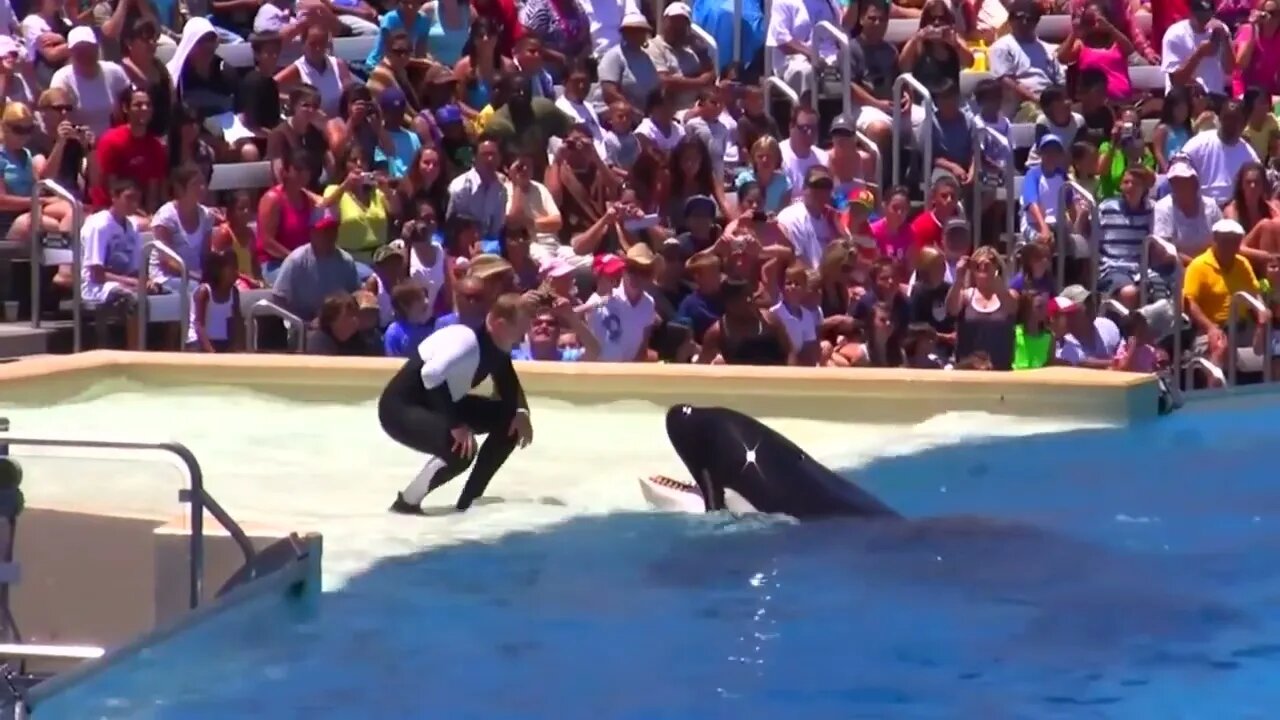 Seaworld SHAMU Killer Whale Show