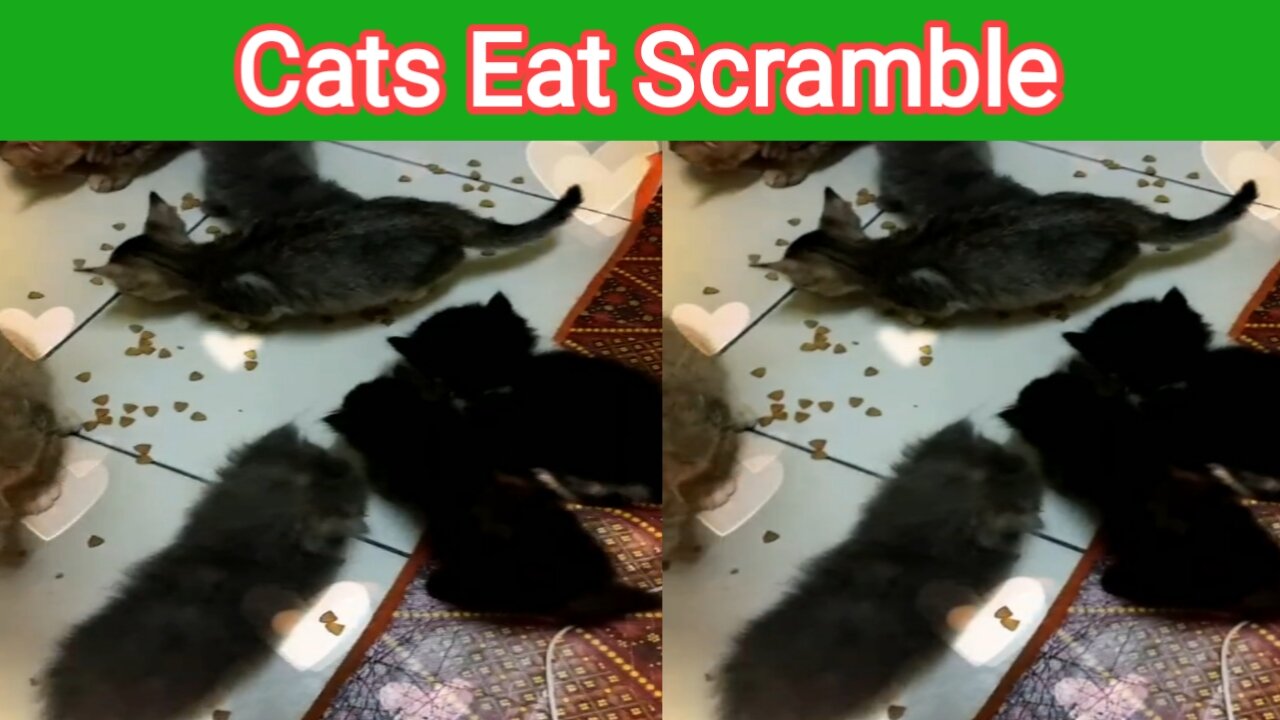 Cute kitten cutely eating food