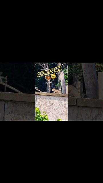 Quick, Escape! 🐿😼 #squirrel #deeznuts #odb #squirrels #urbanwildlife #squirreleating #squirrelfood