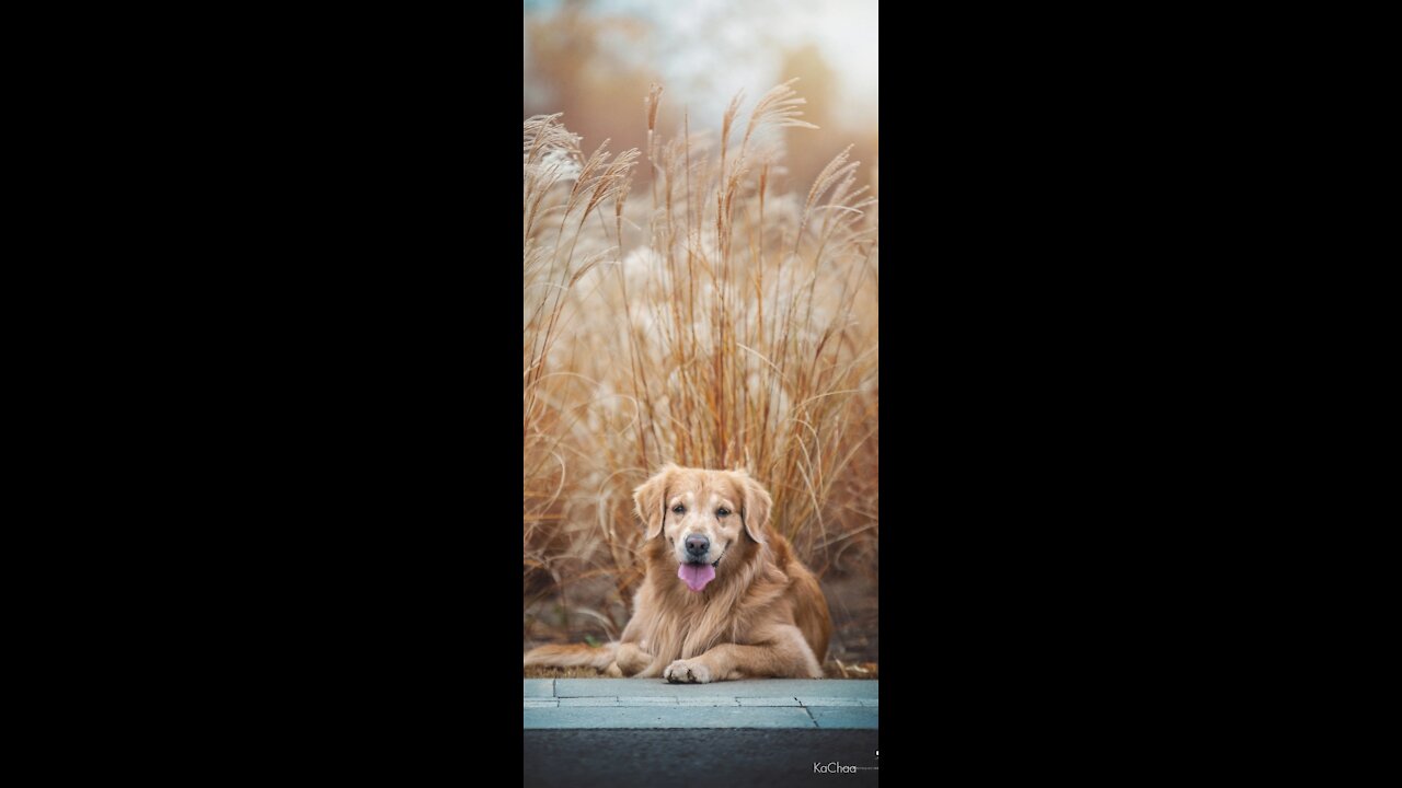 Funny dog ​​in the water