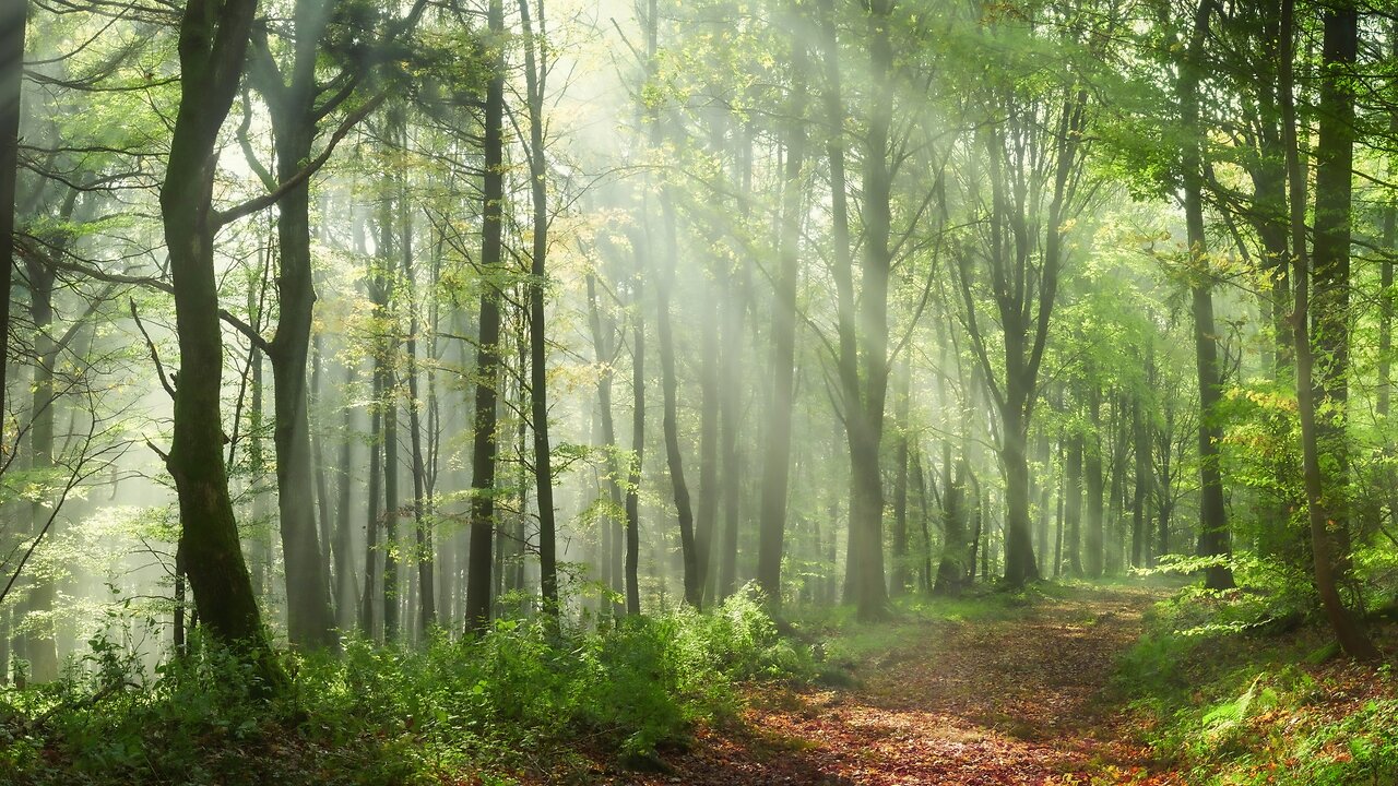 10-27-24 Resurrecting Your Christ Light & Divine Perfect Health