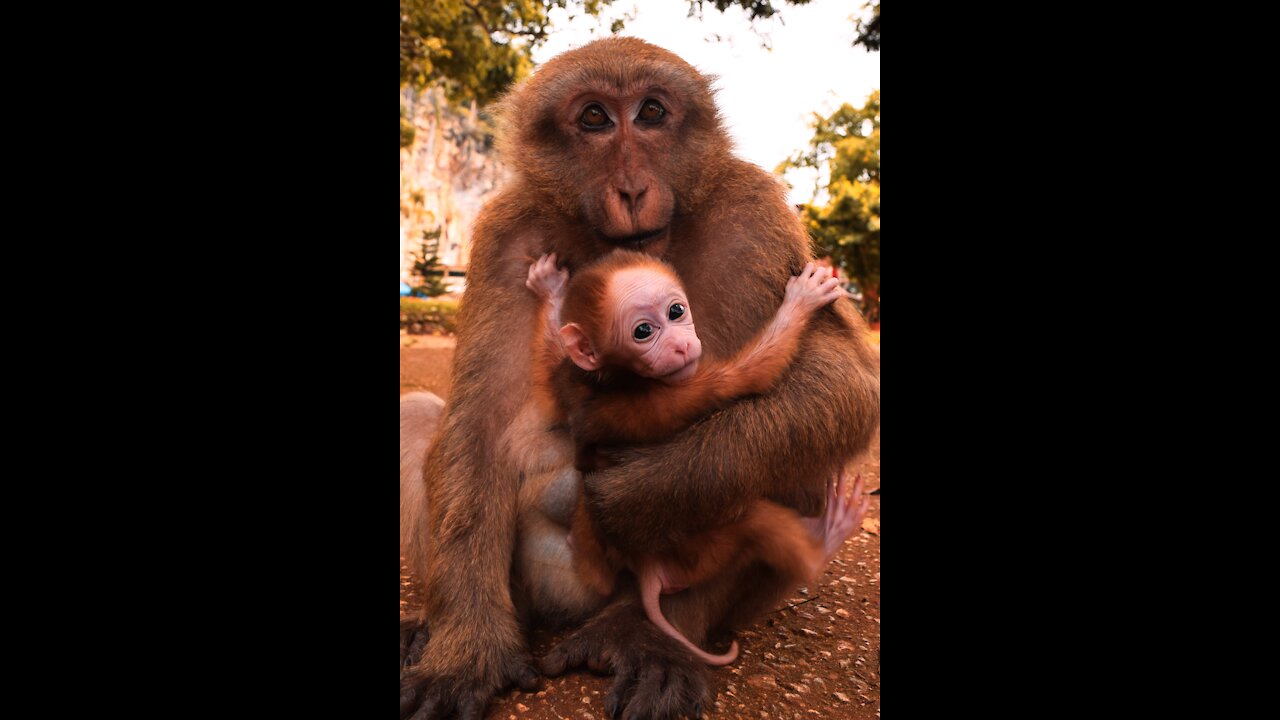 MONKEY AND ITS BABY HAVING FUN - TRENDING NEW VIDEO