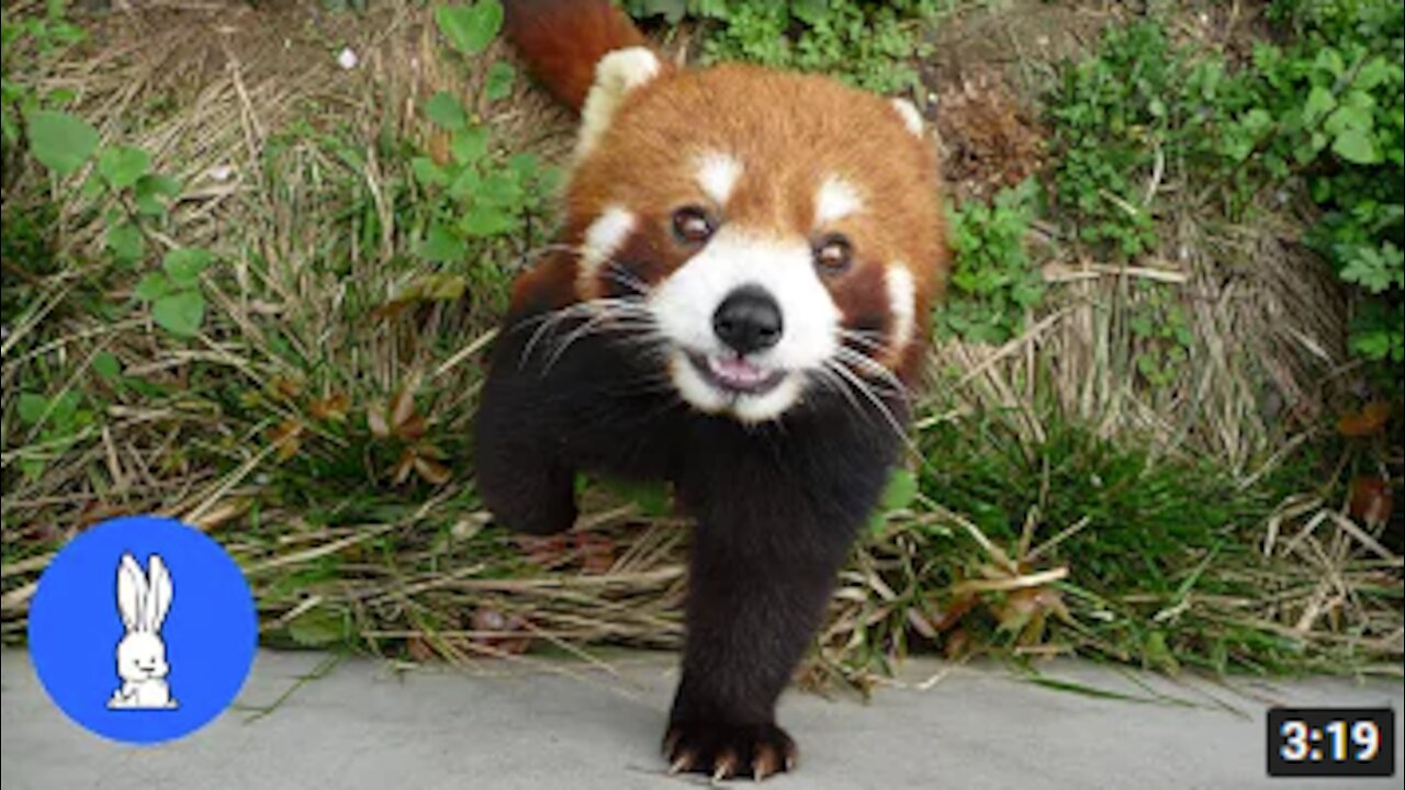 Cutest Red Panda - ADORABLE Compilation