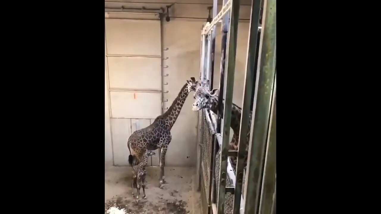 Baby giraffe meets his father and the herd for the first time