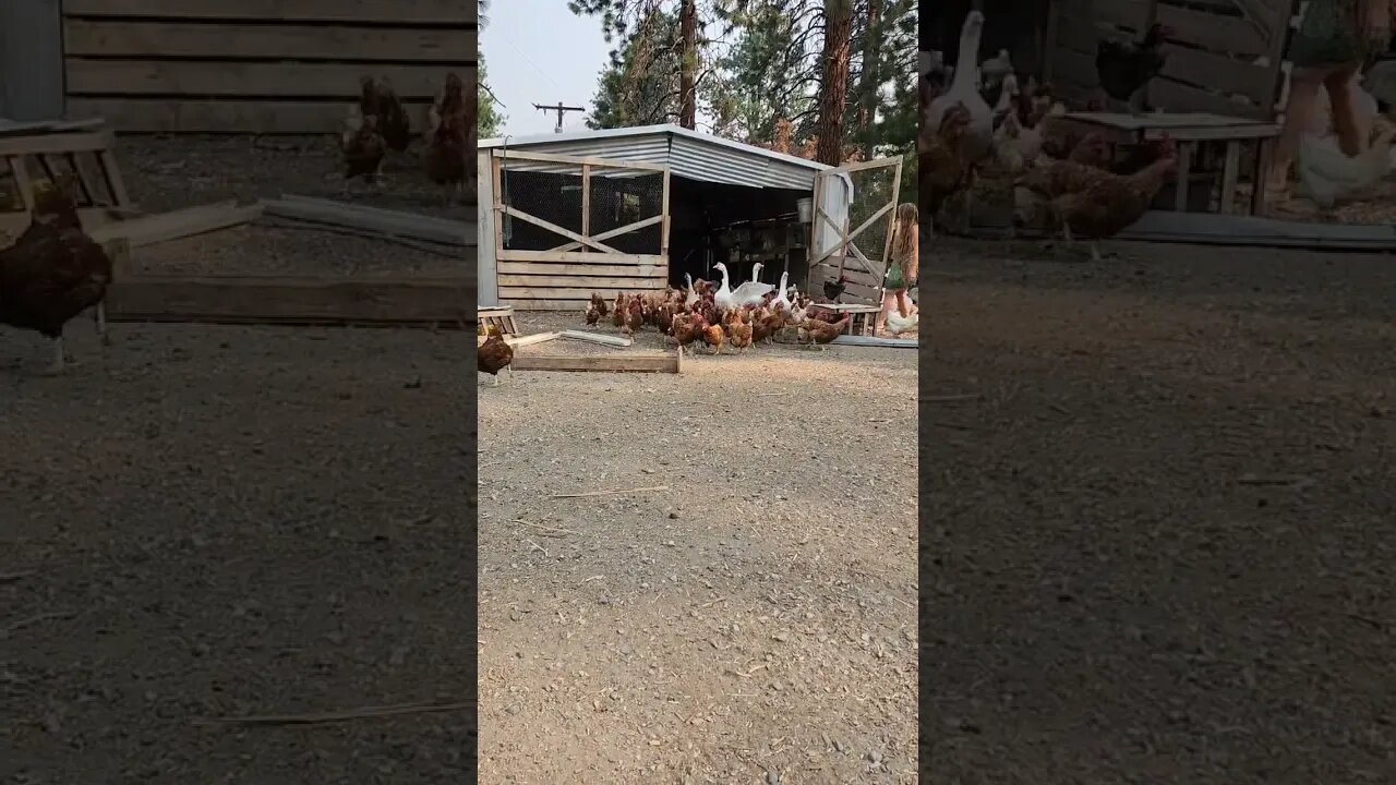 #chickens #homestead