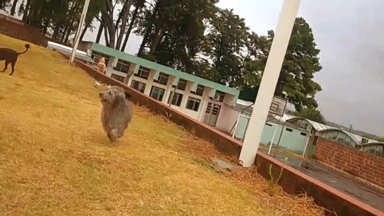 Lluvia, perritos y teros! - Tacuarembó, Uruguay (13/01/2023)