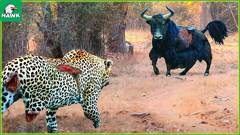 Unbelievable Animal Showdown: Epic Battles in the Wild