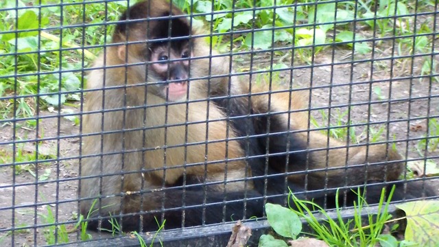 Monkeys are cute, this one poses for the camera