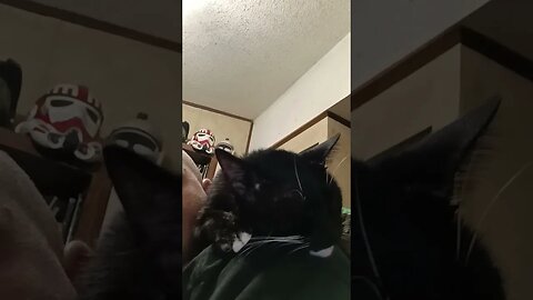 Goodnight sweet prince #shortsfeed #kitty #shortsvideo #kittycat #cat #cutekitty #catshorts