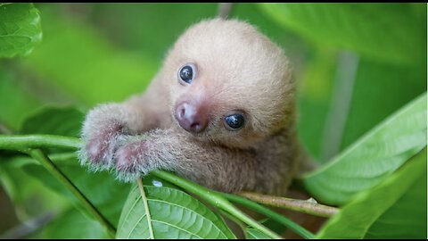 Baby Sloths Being Sloths - FUNNIEST Compilation