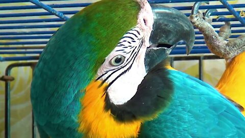 We Have An Amazing Parrot Who Can Talk