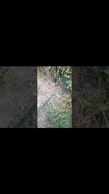 A couple of Muscovy Ducks and Blue is asleep. I woke him up