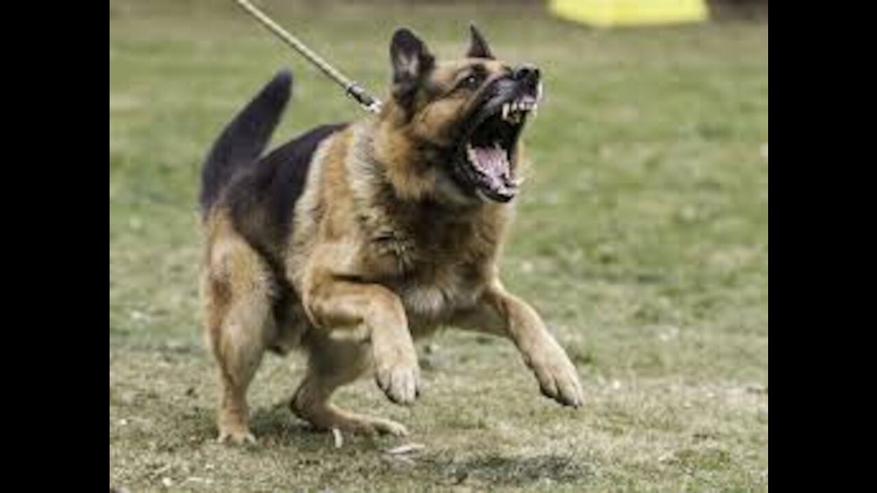 How to make your dog aggressive quickly