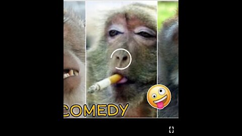 Dog and monkey funny video