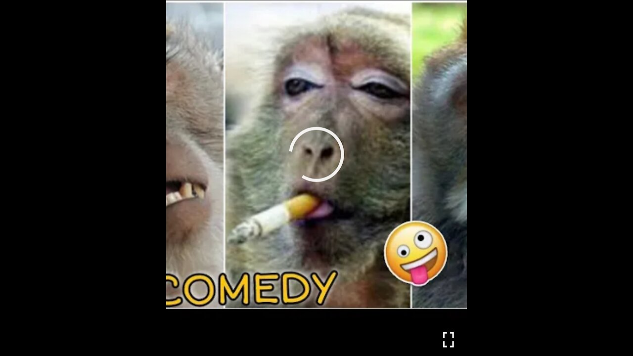 Dog and monkey funny video