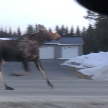 Little Girl Has A Hilarious Reaction To Galloping Moose On The Road