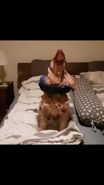 English Cocker Spaniel sings along to opera music