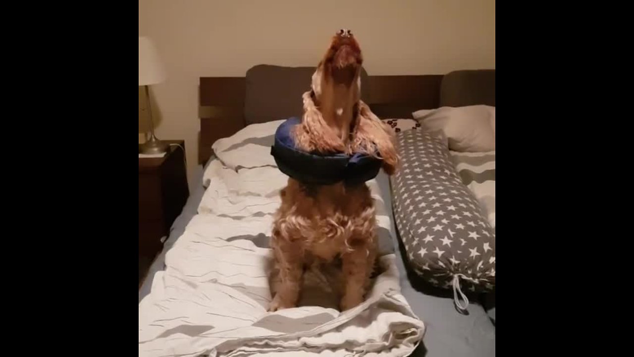 English Cocker Spaniel sings along to opera music