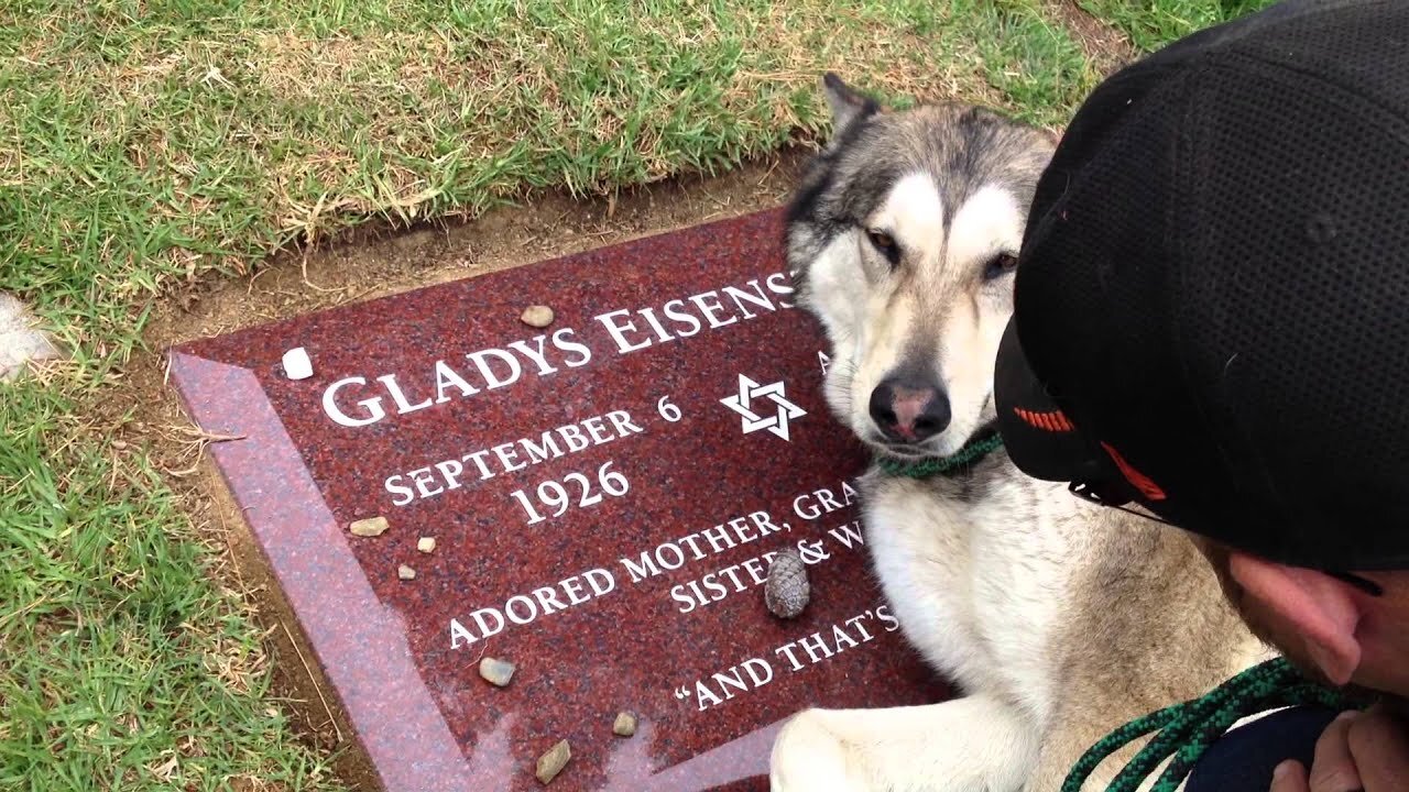 Dog crying at her owners grave😢