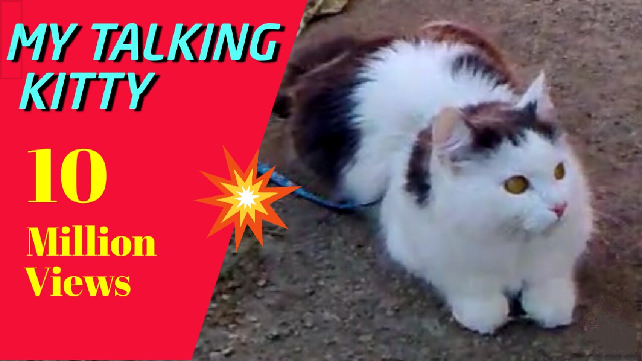 My talking kitty