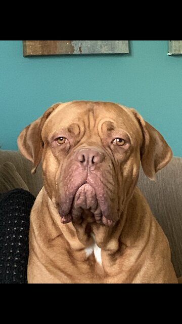 Reggie loves the pool