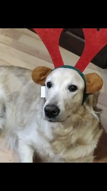 Adorable Retriever In Reinder Antlers