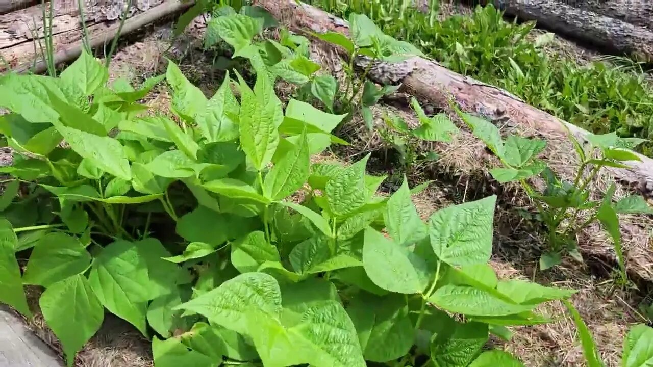 Our 2023 Garden, July Garden Tour | Zone 3 gardening