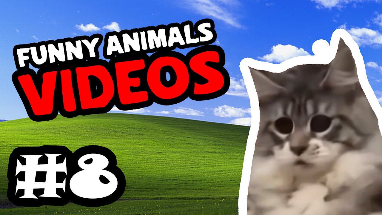 🤣 Funny Animals Videos| Cute Animals Compilation #8