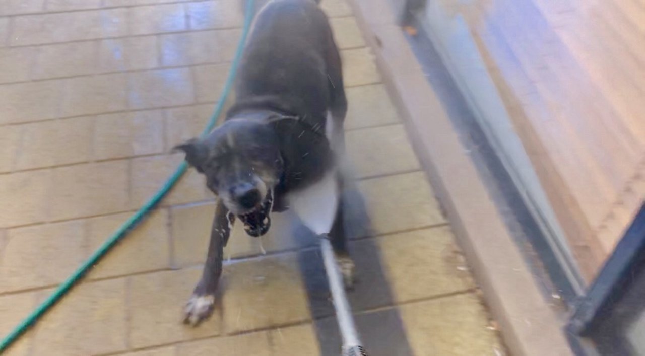 Old dog can’t get enough of the pressure washer