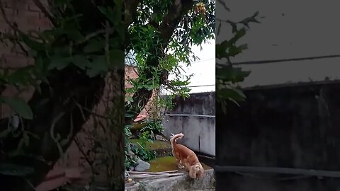 #dogshow , #animals , #dogs