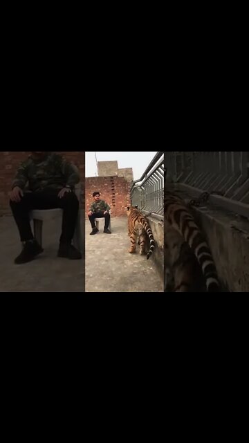 Lion 🦁 Funny 😂 #Shorts #ytshorts #UbertainmentFun #Dogs #Animals #Fun