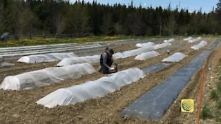 Growing better crops in Canada's north is aim of new initiative