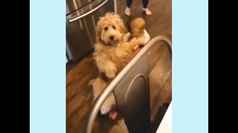 Baby pushing dog