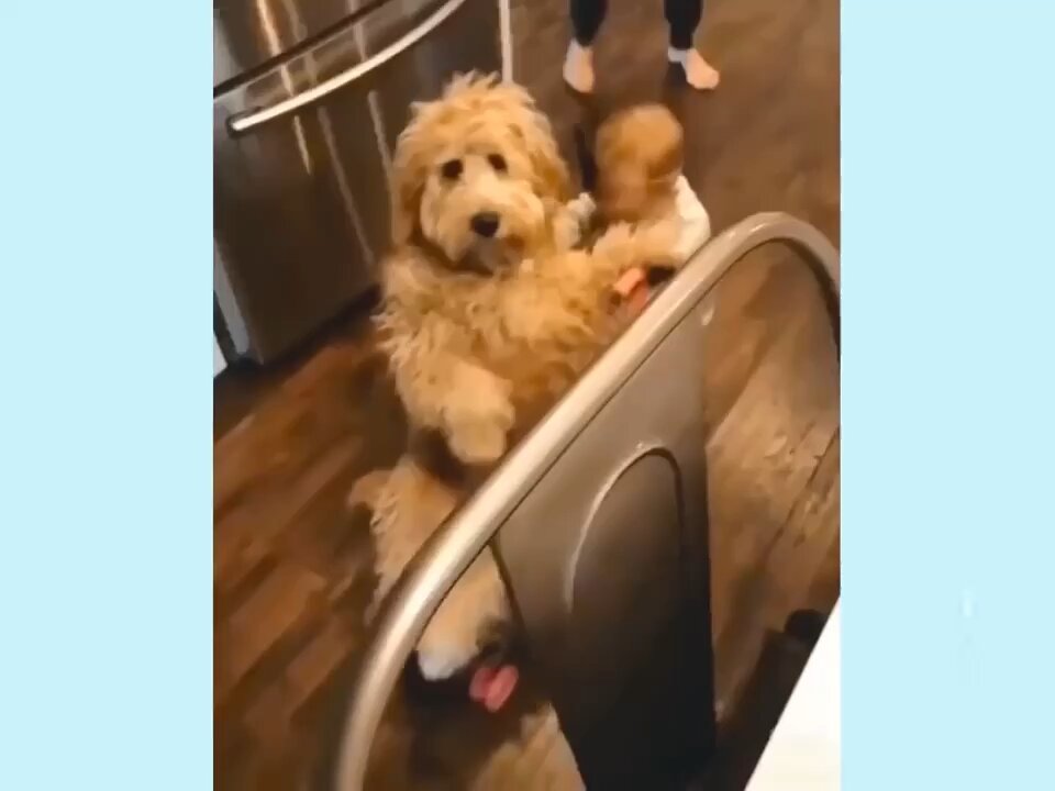 Baby pushing dog