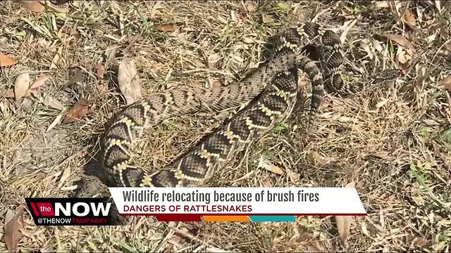 Wildlife relocating because of brush fires