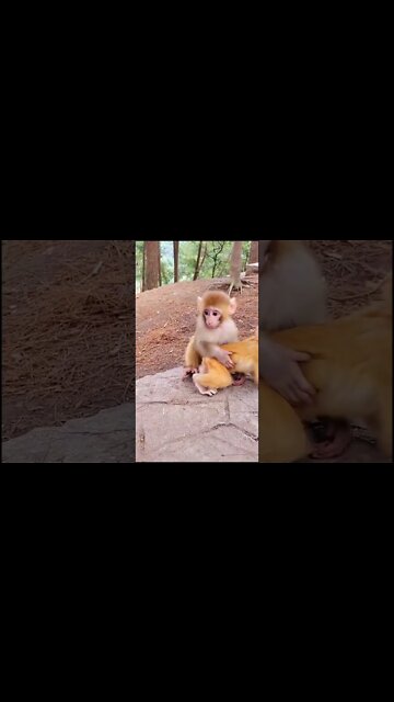 Most Amazing and trending video||relaxing your mind||trendig videos|| #shorts #trending #viral #live