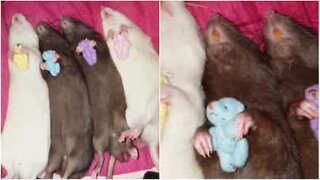 Ratinhos adormecem abraçados a ursinhos de peluche
