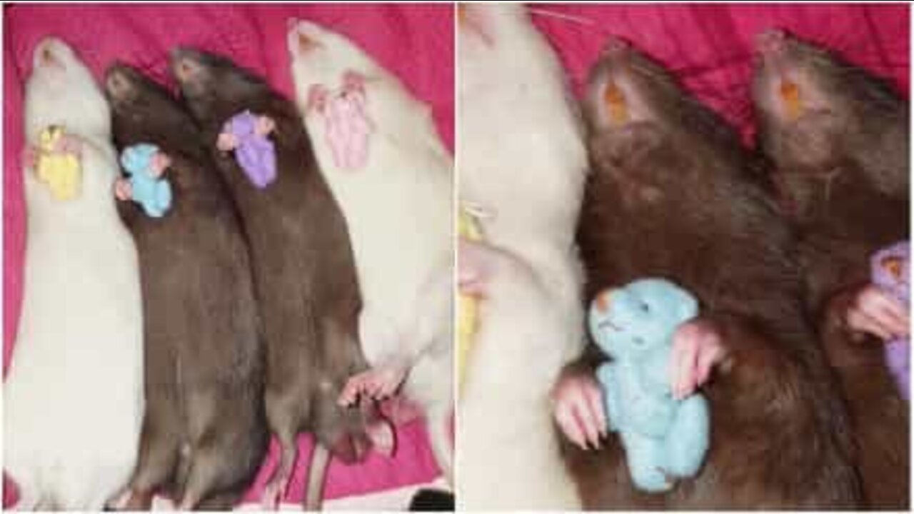 Ratinhos adormecem abraçados a ursinhos de peluche