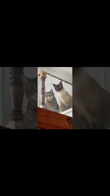 Try Not Laugh Challenge, I bet you will lose #funnyvideo