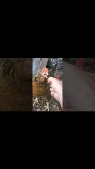 Don't tell my wife, I took some girls out for lunch today