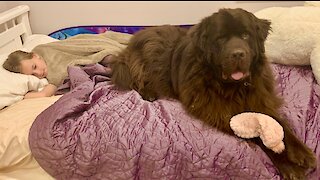 Huge Newfoundland takes down giant stuffed bunny