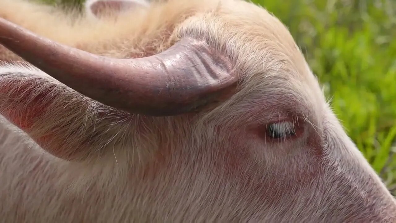 Close up of Pink Bull with Big Horns