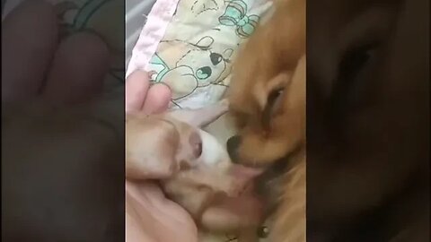 Dog playing with his new born baby #viral #pet #2023