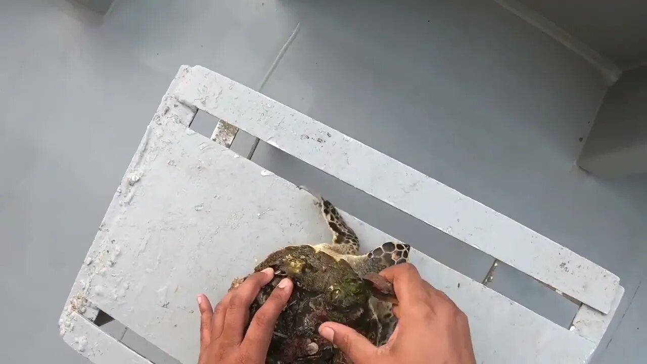 Rescue Sea Turtle Removing Barnacles From a Poor Sea Turtle | animals, Nature, turtles, ocean29 4